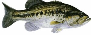 Pesca Black Bass