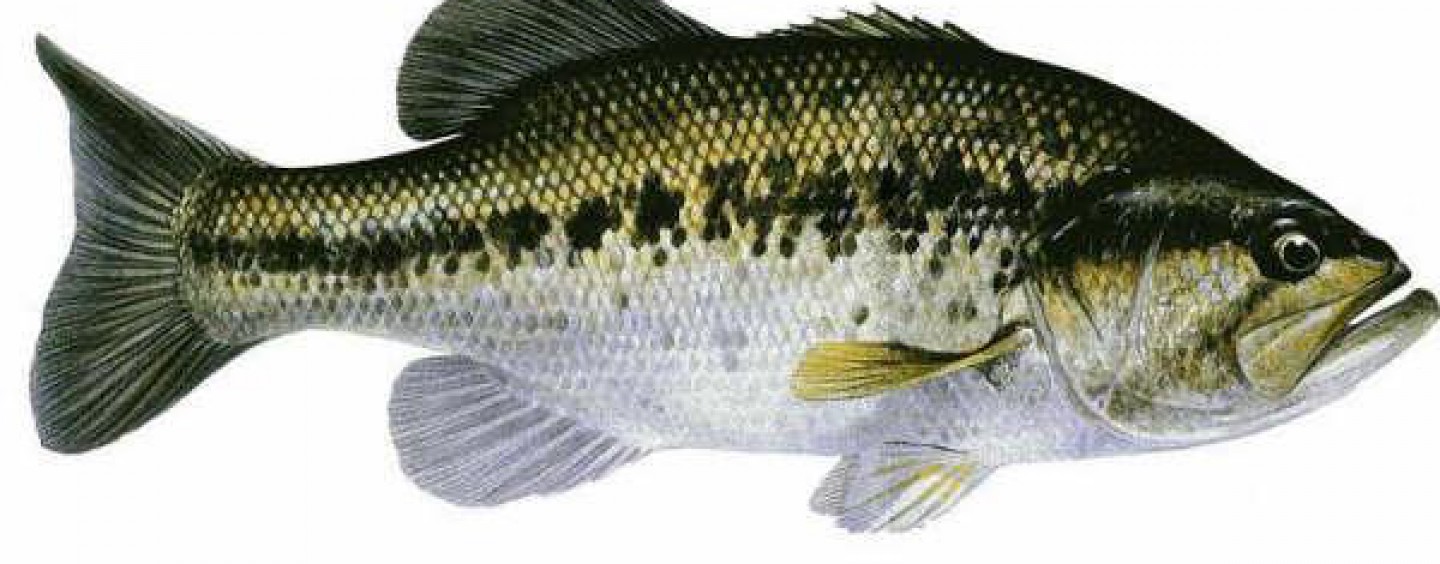 Pesca Black Bass