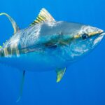Pesca de Atún