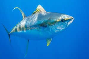 Pesca de Atún
