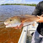 como-elegir-el-mejor-equipo-para-la-pesca-del-sargo