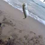como-pescar-lubinas-en-la-playa-tecnicas-y-consejos