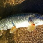 ¿Cómo pescar lucios en pantanos? como-pescar-lucios-en-pantanos