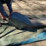 ¿Cuál es el siluro más grande? Récords de pesca de España y del Mundo cual-es-el-siluro-mas-grande-records-de-pesca-de-espana-y-del-mundo