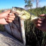 cual-es-la-mejor-hora-para-pescar-black-bass