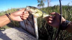 ¿Cuál es la mejor hora para pescar Black Bass?
