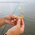 ¿Cuál es la mejor marea para pescar lubina? Consejos para elegirla cual-es-la-mejor-marea-para-pescar-lubina-consejos-para-elegirla