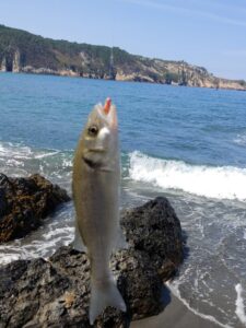 Dónde pescar lubinas en Asturias: Los mejores puntos de pesca