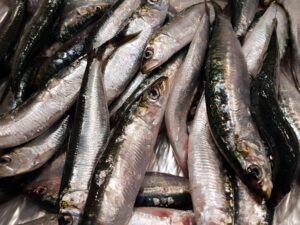 ¿Se recomienda la pesca de lubina con sardina?