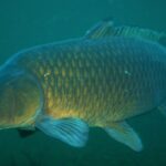 Carpa común