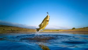 Pesca de Black Bass en Primavera