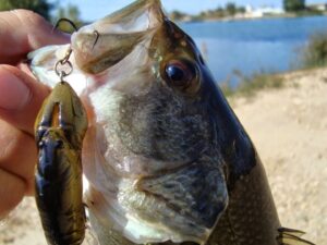 Pesca de Black Bass en Verano
