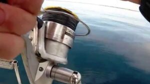 Pesca de calamar desde puerto: Estrategias para aprovechar este punto de pesca