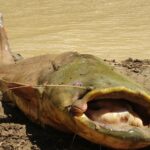 Pesca de sepias desde kayak pesca-de-sepias-desde-kayak