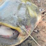 Pesca de Siluro en el Ebro pesca-de-siluro-en-el-ebro