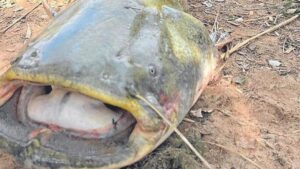 Pesca de Siluro en el Ebro