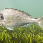 Dorada