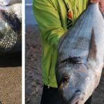 pesca-dorada