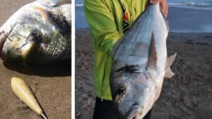 Pesca de dorada surfcasting: Técnicas avanzadas para el éxito