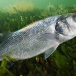 Pesca lubina