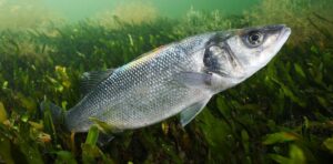 Pesca lubina