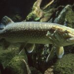 Pesca Lucio