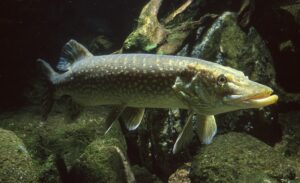 Pesca Lucio