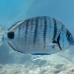 Pesca de Sargo: ¿Dónde, Cuándo y Cómo? sargo