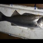 todo-sobre-la-pesca-de-la-lubina-a-surfcasting