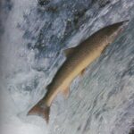 Todo sobre la pesca de truchas en Asturias: Lugares y Épocas todo-sobre-la-pesca-de-truchas-en-asturias-lugares-y-epocas