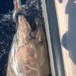 Todo sobre la pesca del atún al brumeo todo-sobre-la-pesca-del-atun-al-brumeo